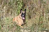 MALINOIS 296